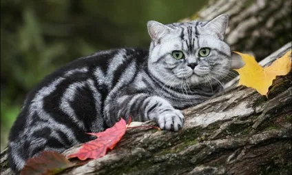 Британська висловуха кішка фото, британські короткошерсті кішки фото, як виглядає