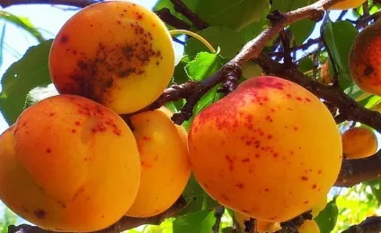 Хвороби абрикоса, їх лікування та профілактика (АГРОСВІТ: сад і город) Хвороби абрикоса, їх лікування та профілактика