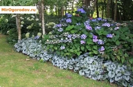 Бруннера сорти, особливості вирощування та використання в саду (сорти) Бруннера сорти, особливості вирощування та використання в саду
