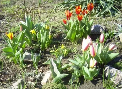 Ботанічні тюльпани - фото сортів, застосування на дачній ділянці (тюльпани) Ботанічні тюльпани - фото сортів, застосування на дачній ділянці