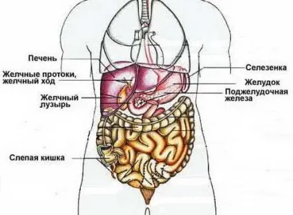 Болить праворуч під ребром спереду, ззаду, знизу що це і чому (ребром) Болить праворуч під ребром спереду, ззаду, знизу що це і чому
