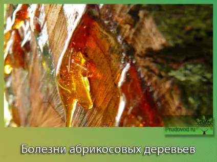 Хвороби абрикосових дерев і їх лікування способи їх подолання (лікування) Хвороби абрикосових дерев і їх лікування способи їх подолання