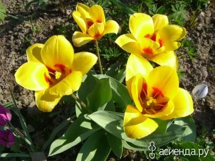 Ботанічні тюльпани група клумби і квітники (тюльпани) Ботанічні тюльпани група клумби і квітники