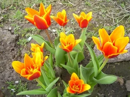 Ботанічні тюльпани - фото сортів, застосування на дачній ділянці (сортів) Ботанічні тюльпани - фото сортів, застосування на дачній ділянці