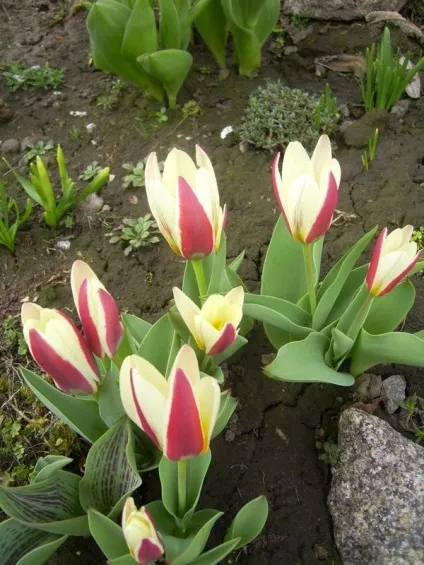 Ботанічні тюльпани - фото сортів, застосування на дачній ділянці (ботанічні) Ботанічні тюльпани - фото сортів, застосування на дачній ділянці