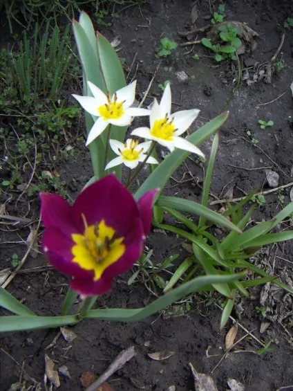 Ботанічні тюльпани - фото сортів, застосування на дачній ділянці (тюльпани) Ботанічні тюльпани - фото сортів, застосування на дачній ділянці