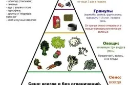 Чим годувати кроликів в домашніх умовах (годувати) Чим годувати кроликів в домашніх умовах