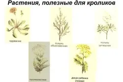 Чим годувати кроликів в домашніх умовах (годувати) Чим годувати кроликів в домашніх умовах