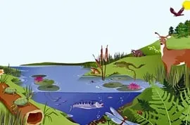 Чим біогеоценоз відрізняється від екосистеми, в чому різниця (екосистеми) Чим біогеоценоз відрізняється від екосистеми, в чому різниця