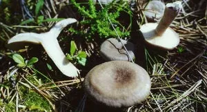 Чим корисні гриби грузді (грузді) Чим корисні гриби грузді