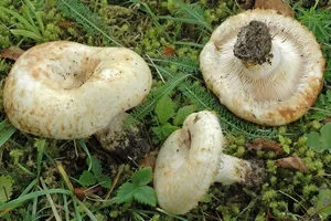 Чим корисні гриби грузді (грузді) Чим корисні гриби грузді