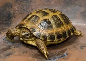 Черепахи в домашніх умовах, скільки можуть жити морська, сухопутна черепаха і середньоазіатська (домашніх) Черепахи в домашніх умовах, скільки можуть жити морська, сухопутна черепаха і середньоазіатська