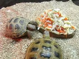 Черепахи в домашніх умовах, скільки можуть жити морська, сухопутна черепаха і середньоазіатська (скільки) Черепахи в домашніх умовах, скільки можуть жити морська, сухопутна черепаха і середньоазіатська