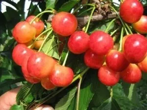 Черешні для Підмосков'я які сорти підходять для вирощування в цьому регіоні
