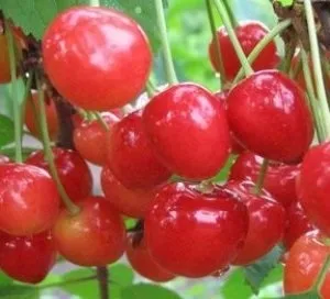 Черешні для Підмосков'я які сорти підходять для вирощування в цьому регіоні