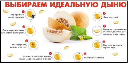 Чим корисна диня вся правда, азбука тіла