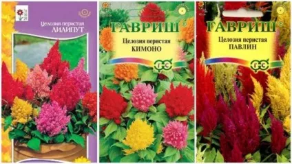 Целозія пір'яста вирощування з насіння в домашніх умовах, фото відео (целозия) Целозія пір'яста вирощування з насіння в домашніх умовах, фото відео
