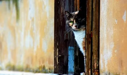 Короста у кішок