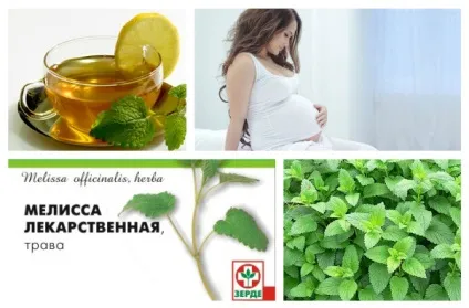 Чай з мелісою користь, протипоказання і приготування (мелісою) Чай з мелісою користь, протипоказання і приготування