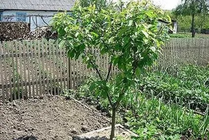 Черешня в Підмосков'ї - посадка і догляд, вирощування колонних і зимостійких сортів, відео (черешня посадка і догляд в Підмосков'ї) Черешня в Підмосков'ї - посадка і догляд, вирощування колонних і зимостійких сортів, відео