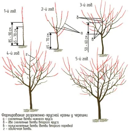 Черешня в Підмосков'ї - посадка і догляд, вирощування колонних і зимостійких сортів, відео (черешня посадка і догляд в Підмосков'ї) Черешня в Підмосков'ї - посадка і догляд, вирощування колонних і зимостійких сортів, відео