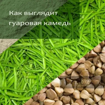Що це гуарова камедь, e412, камедь гуара (Гуаровая камедь володіє) Що це гуарова камедь, e412, камедь гуара