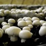 Що таке кейтерінгова компанія чим займається подібне підприємство, бізнес і податки (кейтеринг) Що таке кейтерінгова компанія чим займається подібне підприємство, бізнес і податки