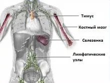 Що таке імунна система і як вона працює (В-лімфоцити зустрічі антигеном) Що таке імунна система і як вона працює