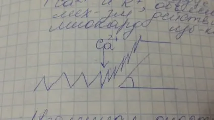 Що таке протодиастолический період, чому він дорівнює