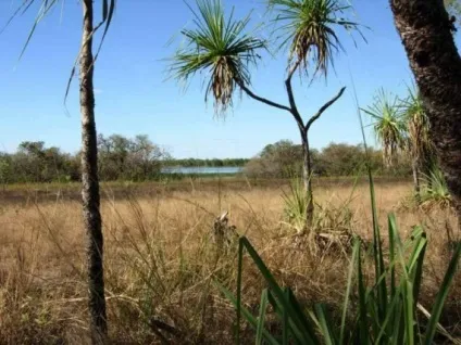 Що таке буш