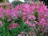 Квітка бруннера - посадка і догляд у відкритому грунті, фото Бруннер, види і сорти Бруннер (опис) Квітка бруннера - посадка і догляд у відкритому грунті, фото Бруннер, види і сорти Бруннер