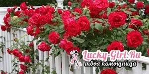 Квітка Соланум (солянум) як доглядати