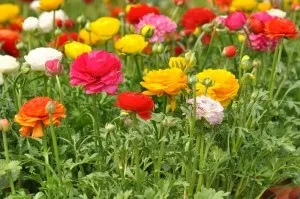 Квіти ранункулюс- посадка і догляд, жовтець садовий, вирощування (догляд) Квіти ранункулюс- посадка і догляд, жовтець садовий, вирощування