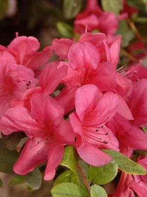 Квітка азалія фото, опис, як доглядати за азалій індійської і японської (опис) Квітка азалія фото, опис, як доглядати за азалій індійської і японської