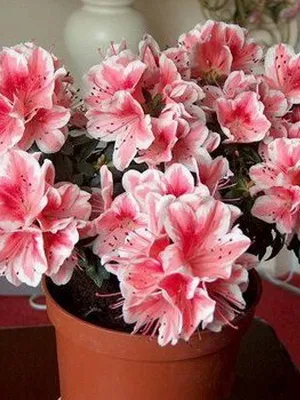 Квітка азалія фото, опис, як доглядати за азалій індійської і японської (фото) Квітка азалія фото, опис, як доглядати за азалій індійської і японської