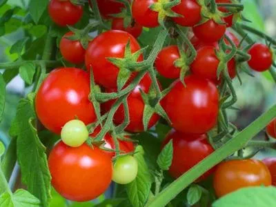 Чудо-помідори вирощування і розмноження (чудо-помідори) Чудо-помідори вирощування і розмноження