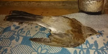 Що за птах