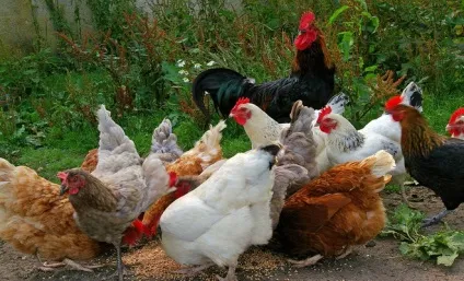 Скільки живуть кури несучки, півні, м'ясні та декоративні породи