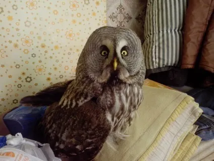 Що за птах