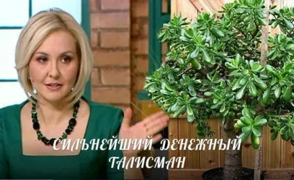 Грошове дерево - прикмети, забобони (грошове) Грошове дерево - прикмети, забобони