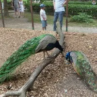 Дівчатка, дитина бризнув духами в око, мітки робити, робити (духами) Дівчатка, дитина бризнув духами в око, мітки робити, робити