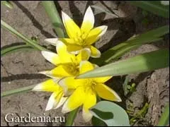 Дикий тюльпан дасістемон тарда