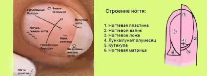 Діагностика по нігтях в східній медицині (безіменного пальця вигляді) Діагностика по нігтях в східній медицині