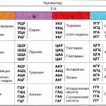 ДНК розшифровка слова світ ДНК - біотехнології майбутнього (слова) ДНК розшифровка слова світ ДНК - біотехнології майбутнього
