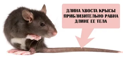 Для чого щурам довгий хвіст (довгий) Для чого щурам довгий хвіст