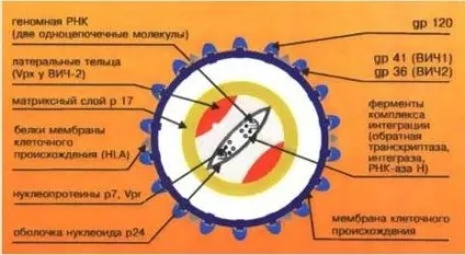 ДНК діагностика інфекцій методом ПЛР (ПЛР ДНК діагностика) ДНК діагностика інфекцій методом ПЛР