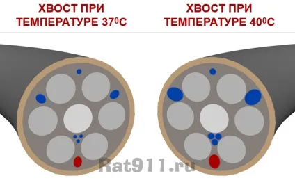 Для чого щурам довгий хвіст (чого) Для чого щурам довгий хвіст