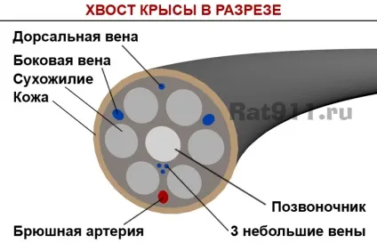 Для чого щурам довгий хвіст (хвіст) Для чого щурам довгий хвіст