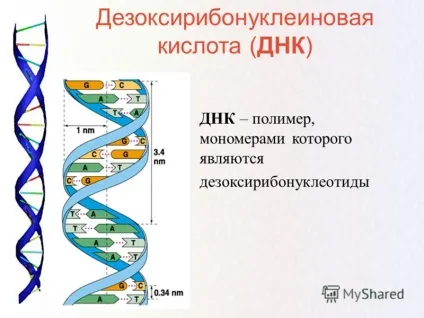 ДНК розшифровка слова світ ДНК - біотехнології майбутнього (слова) ДНК розшифровка слова світ ДНК - біотехнології майбутнього