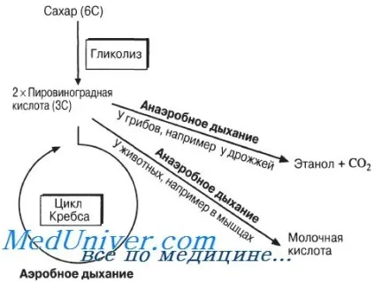 Дихальні субстрати клітини